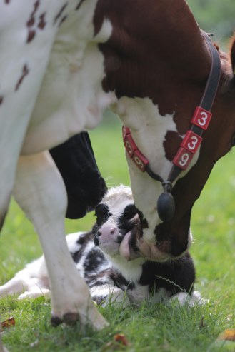 Neugeborenes Kalb mit Kuh (2)
